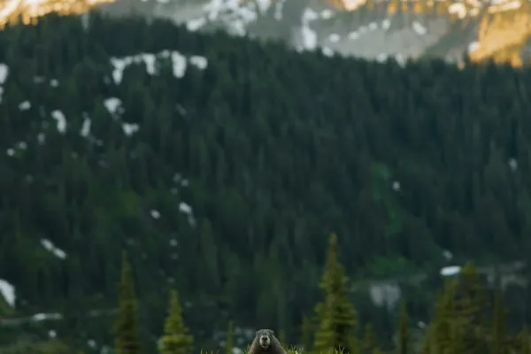 Marmotte dans un paysage de montagne