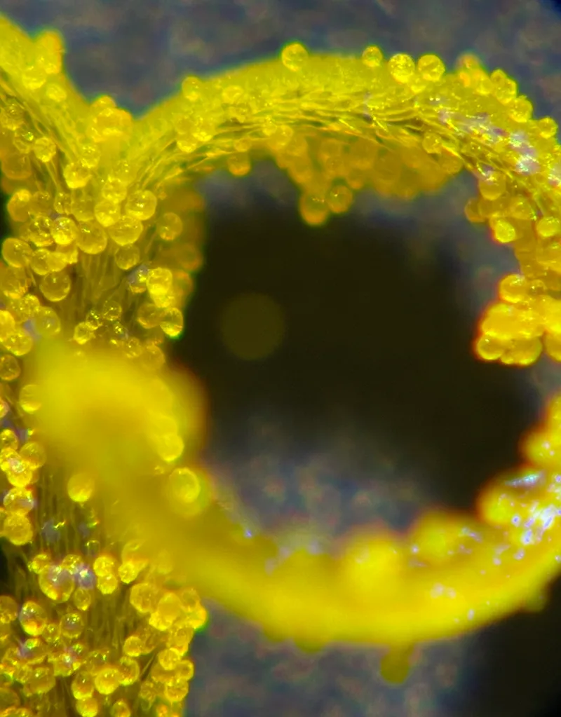 Journées découvertes